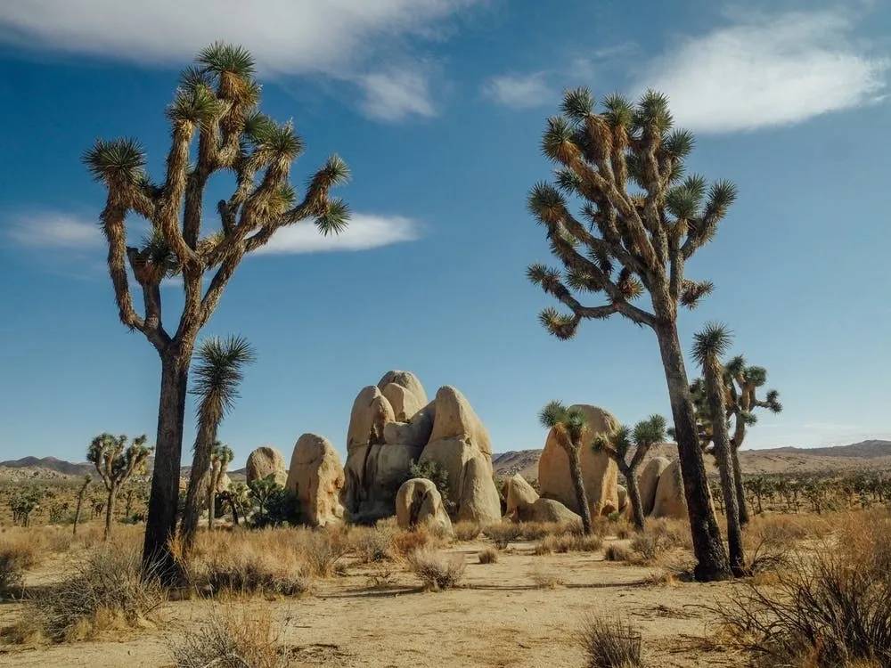 Trees in a desert